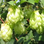 Hopfen